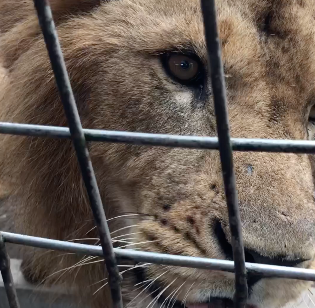 【福崗親子遊】餵飼野生動物體驗 九州必到的自然動物園
