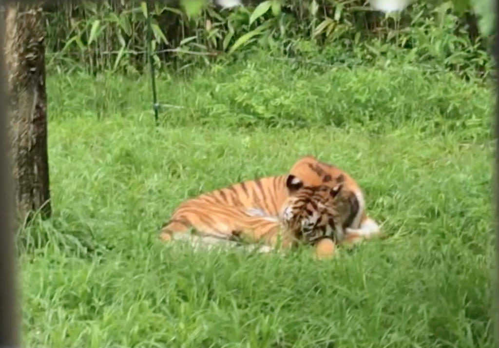 富士野生動物園  叢林車體驗篇_黃巴士