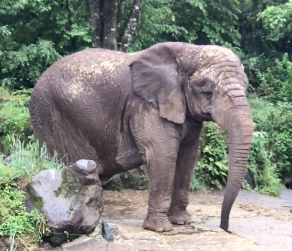 富士野生動物園  叢林車體驗篇_黃巴士