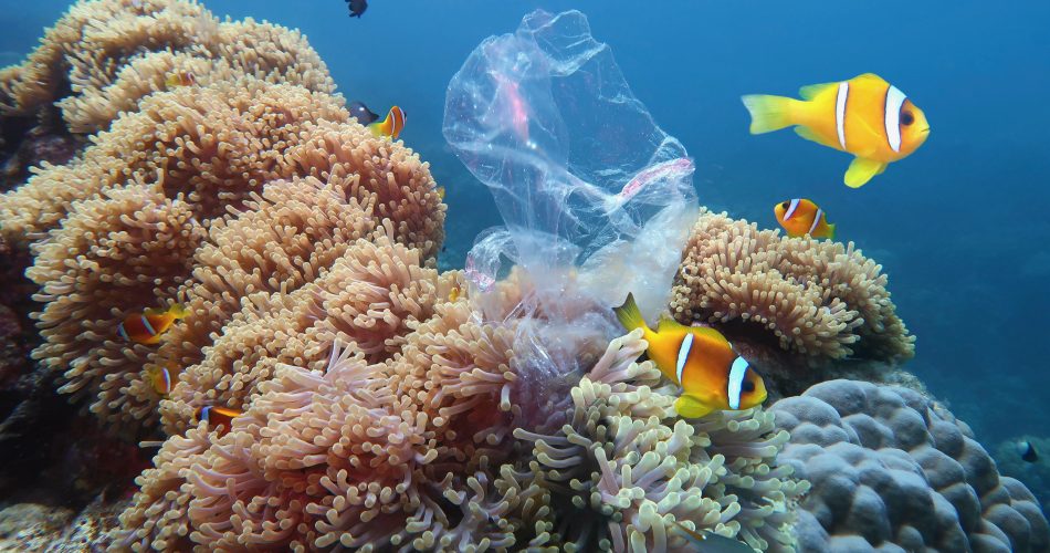 揭開海洋生態的面紗 全天域電影《繽紛藍海》_黃巴士